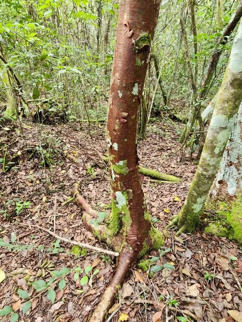 Foto de Bursera simaruba (L.) Sarg.