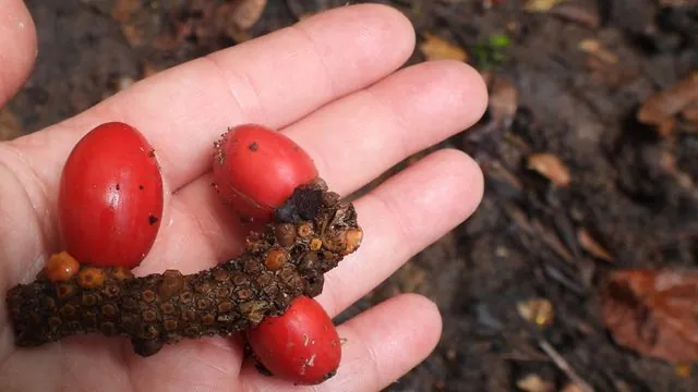 Foto de Elaeis guineensis Jacq.