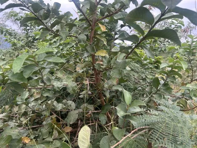 Foto de Psidium guajava L.