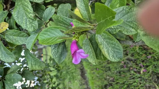 Foto de Delostoma integrifolium D.Don
