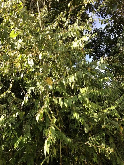 Foto de Acalypha diversifolia Jacq.