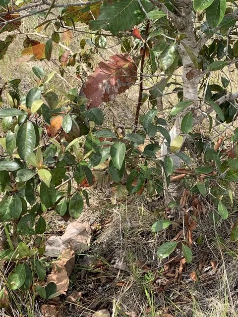 Foto de Byrsonima crassifolia (L.) Kunth