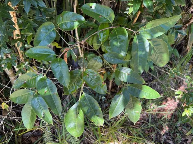 Foto de Bursera simaruba (L.) Sarg.