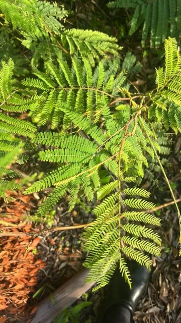 Foto de Paraserianthes lophantha (Willd.) I.C.Nielsen
