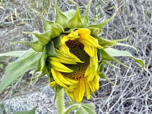 Foto de Helianthus annuus L.