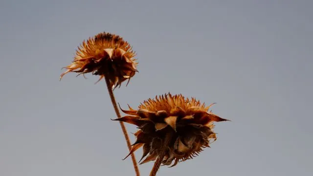 Foto de Helianthus annuus L.