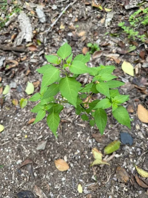 Foto de Capsicum annuum L.