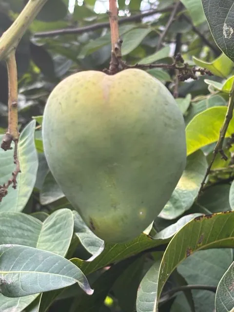 Foto de Mangifera indica L.
