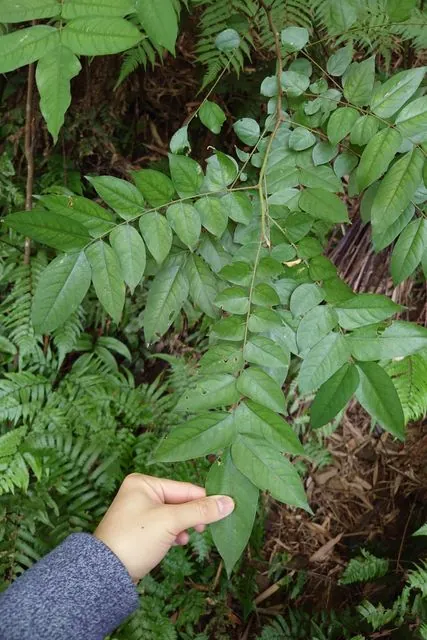Foto de Averrhoa carambola L.