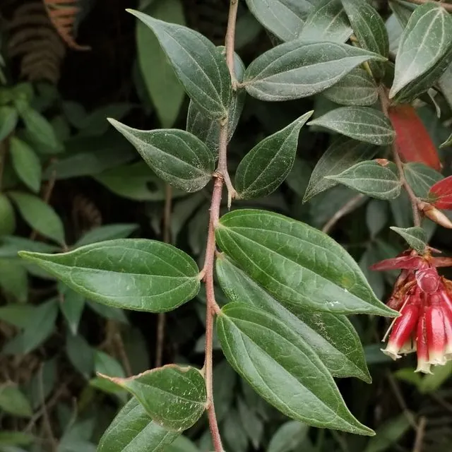 Foto de Cavendishia bracteata (Ruiz & Pav. ex A.St.-Hil.) Hoerold
