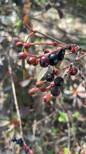 Foto de Hamelia patens Jacq.