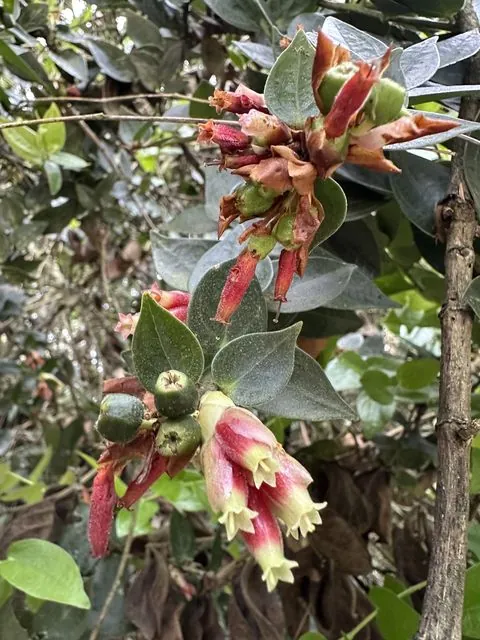 Foto de Cavendishia bracteata (Ruiz & Pav. ex A.St.-Hil.) Hoerold