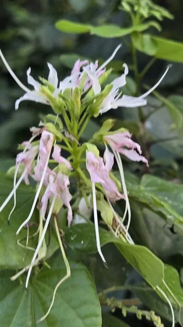 Foto de Bauhinia divaricata L.