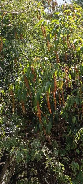 Foto de Citharexylum donnell-smithii Greenm.