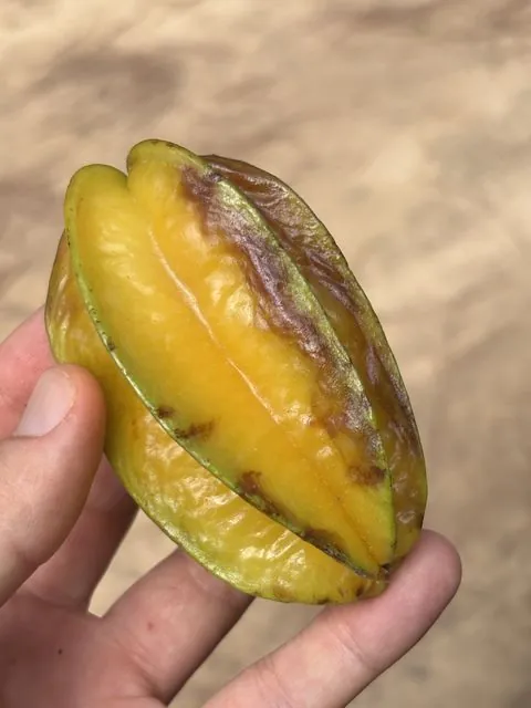 Foto de Averrhoa carambola L.