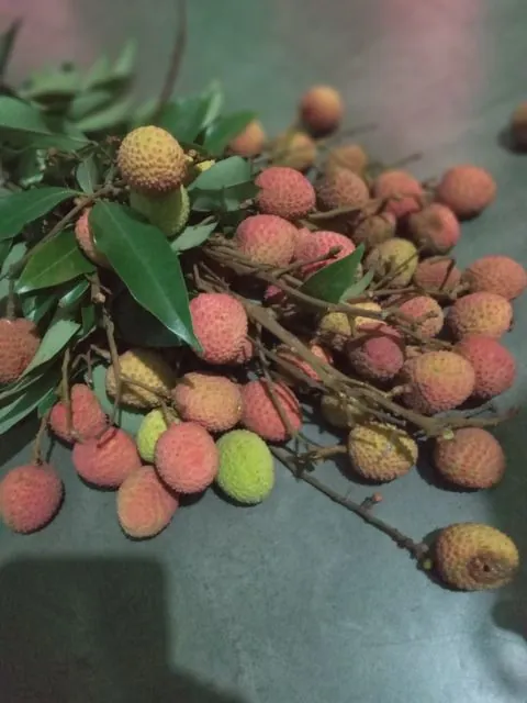 Foto de Litchi chinensis Sonn.