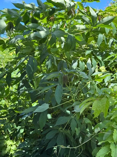 Foto de Manihot esculenta Crantz