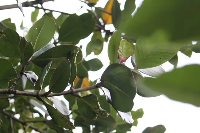 Foto de Clusia multiflora Kunth