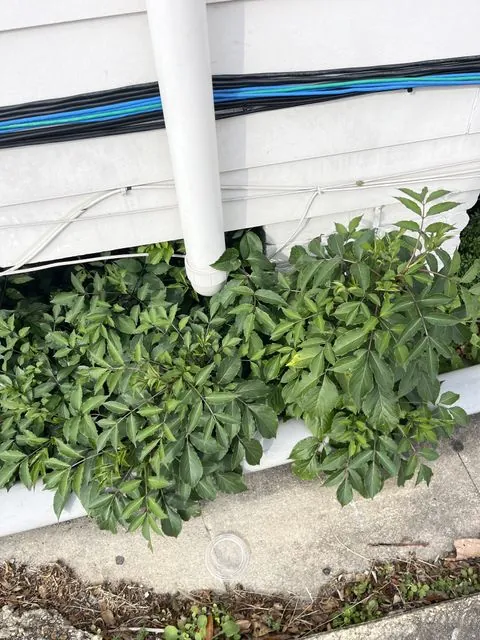 Foto de Sambucus canadensis L.