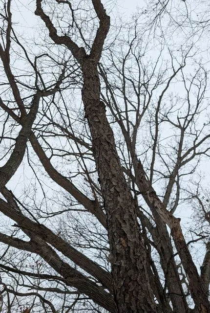 Foto de Prunus serotina Ehrh.