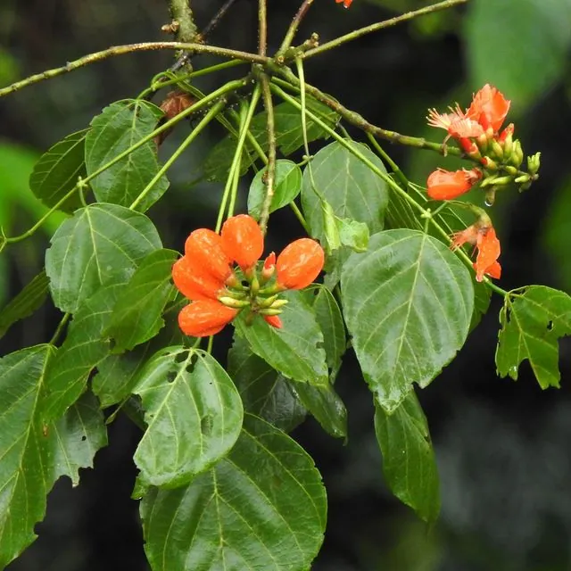 Foto de Erythrina subumbrans (Hassk.) Merr.