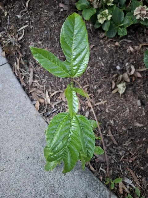 Foto de Passiflora edulis Sims