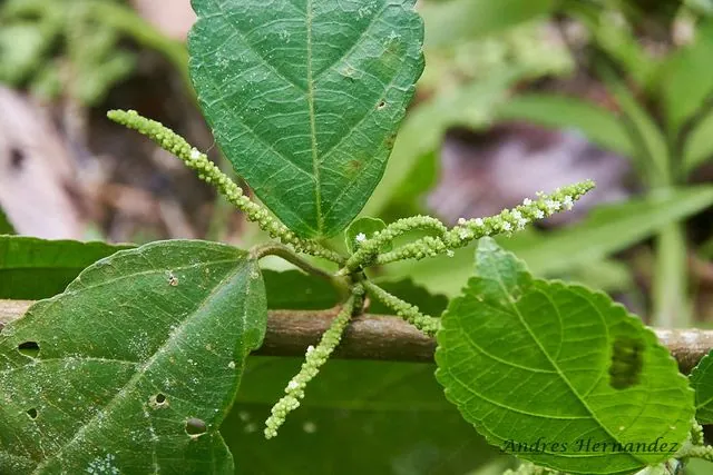 Foto de Acalypha diversifolia Jacq.