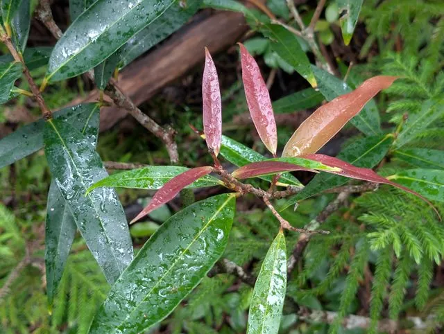 Foto de Syzygium jambos (L.) Alston