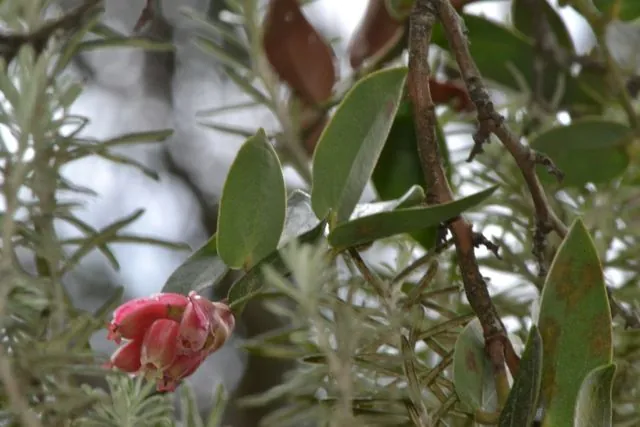 Foto de Cavendishia bracteata (Ruiz & Pav. ex A.St.-Hil.) Hoerold