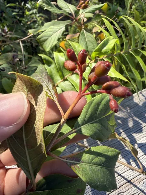 Foto de Hamelia patens Jacq.