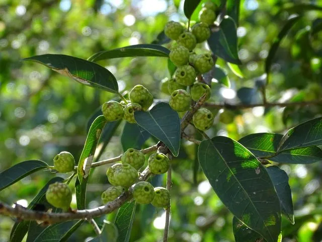 Foto de Ficus pertusa L.fil.