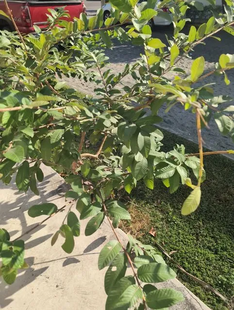 Foto de Psidium guajava L.