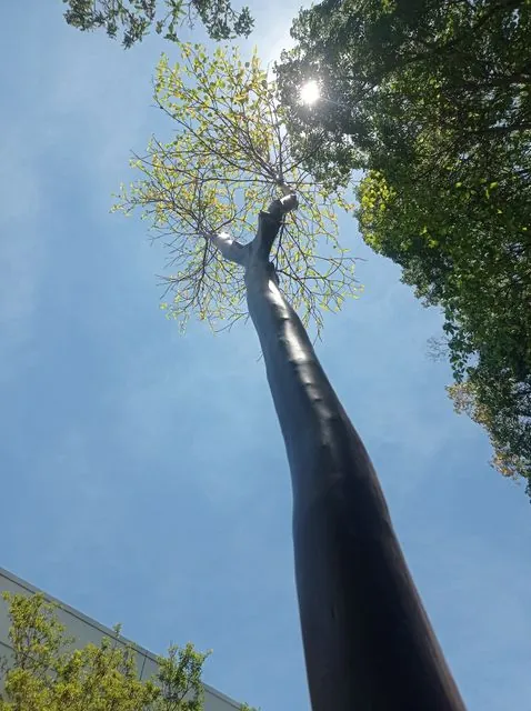 Foto de Calycophyllum spruceanum (Benth.) Hook.f. ex K.Schum.