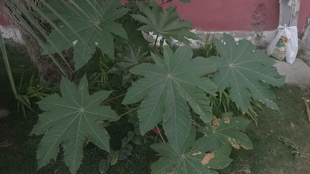 Foto de Ricinus communis L.