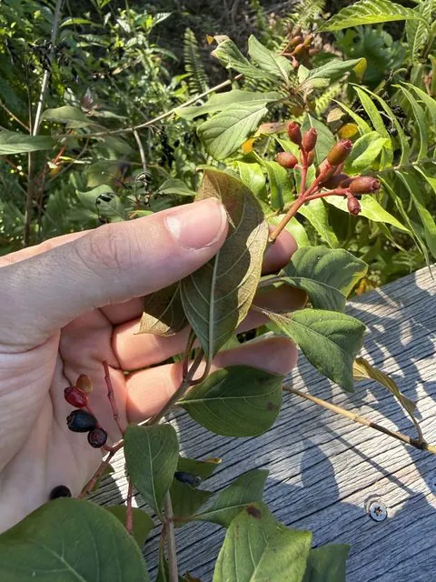 Foto de Hamelia patens Jacq.