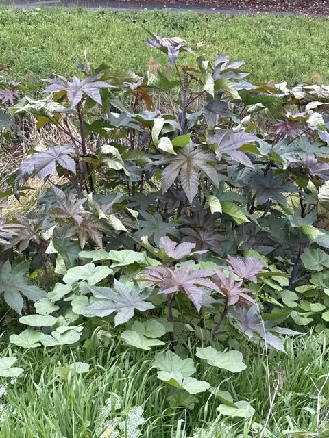 Foto de Ricinus communis L.
