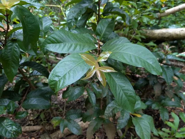 Foto de Syzygium malaccense (L.) Merr. & L.M.Perry