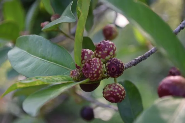 Foto de Ficus pertusa L.fil.