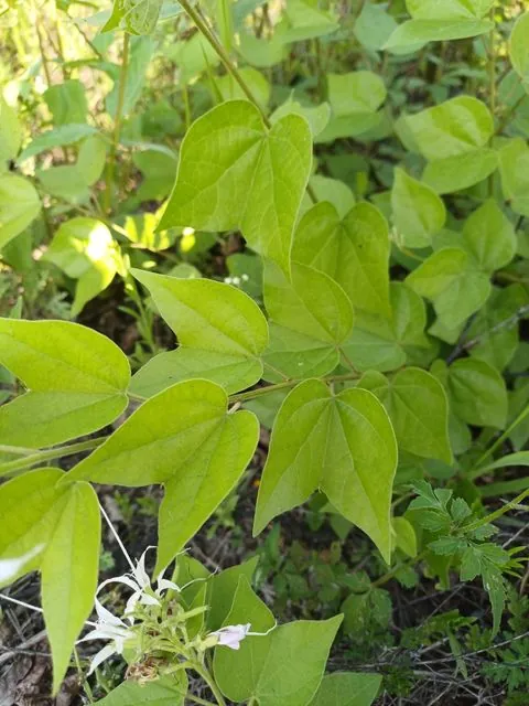 Foto de Bauhinia divaricata L.