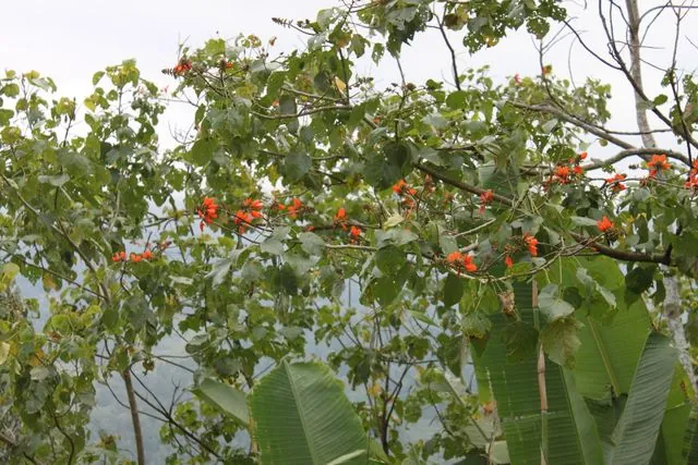 Foto de Erythrina subumbrans (Hassk.) Merr.
