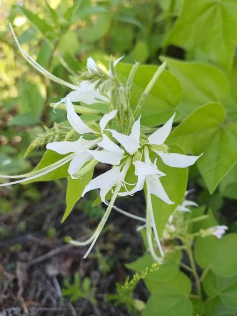 Foto de Bauhinia divaricata L.