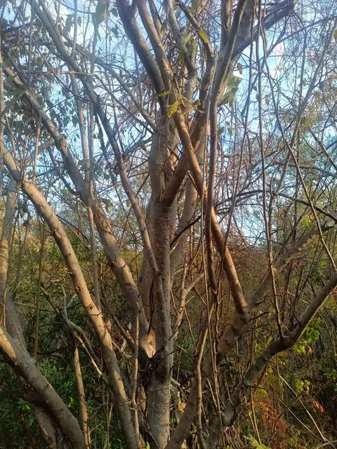 Foto de Maclura tinctoria (L.) D.Don ex Steud.