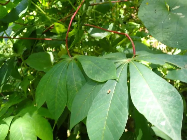 Foto de Manihot esculenta Crantz