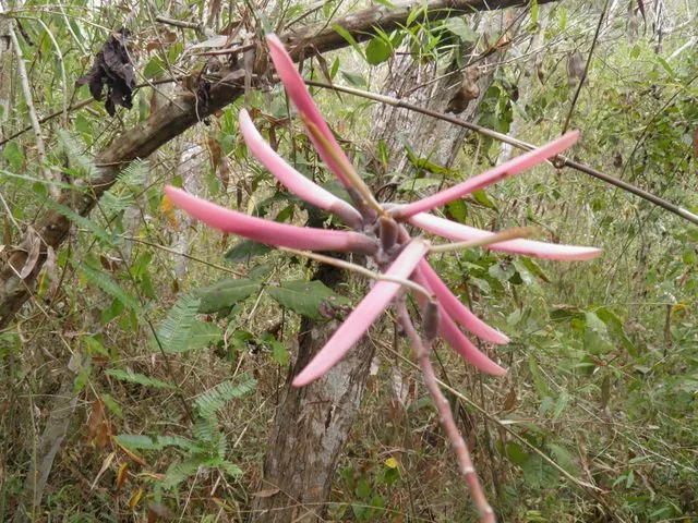 Foto de Erythrina lanata Rose