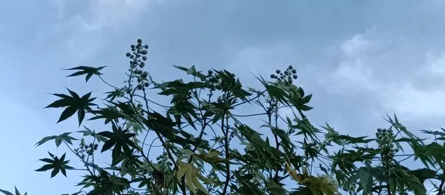 Foto de Ricinus communis L.