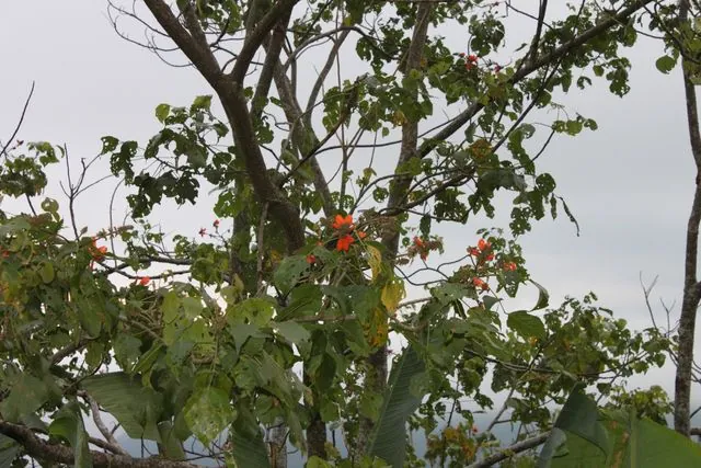 Foto de Erythrina subumbrans (Hassk.) Merr.