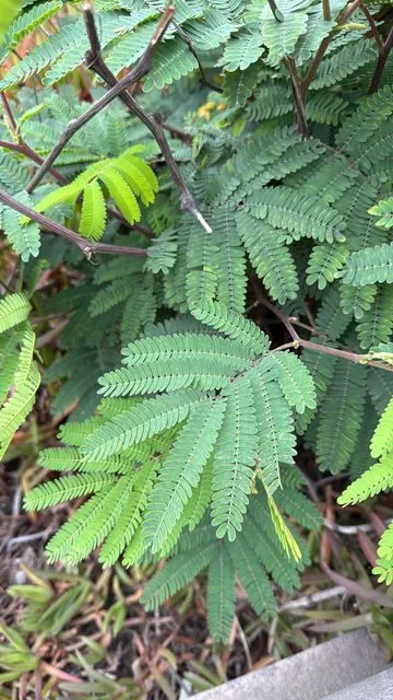 Foto de Paraserianthes lophantha (Willd.) I.C.Nielsen