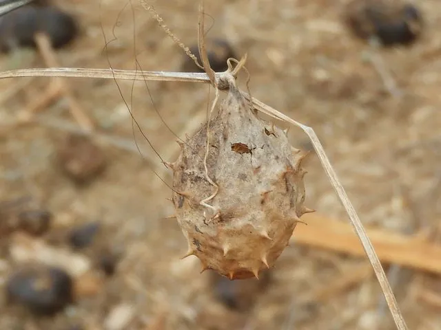 Foto de Luffa operculata (L.) Cogn.