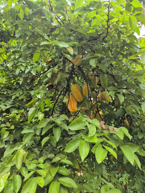 Foto de Averrhoa carambola L.