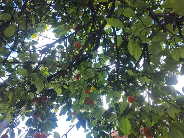 Foto de Citrus ×aurantium L.